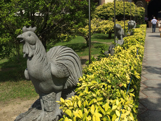 saraherhodes-rooster